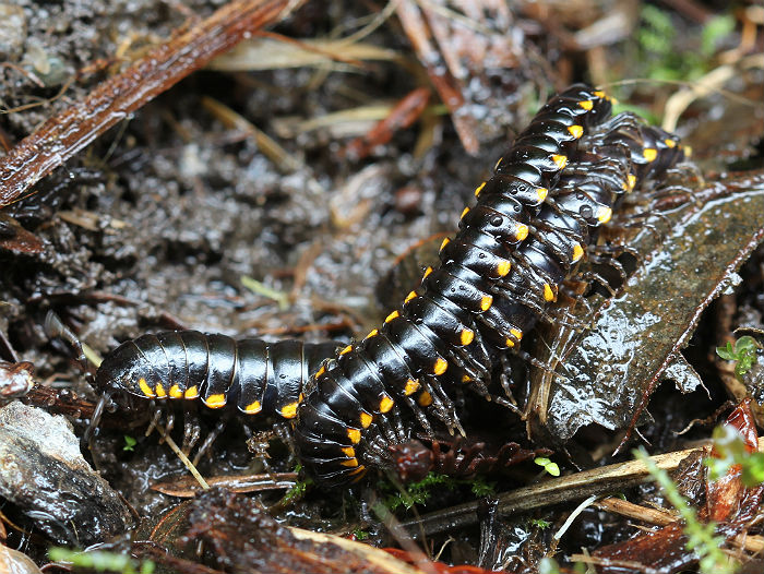 millipedes